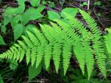 Athyrium filix-femina