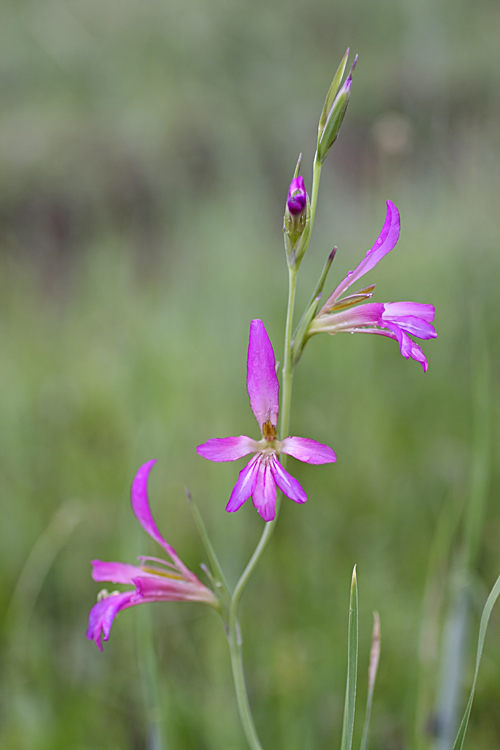 Изображение особи Gladiolus italicus.