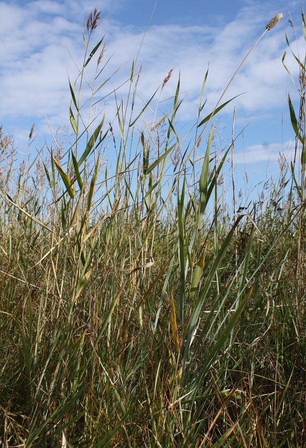 Image of Alopecurus arundinaceus specimen.