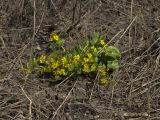 Caltha palustris. Цветущее растение. Башкортостан, Ишимбайский р-н, окр. села Ишеево. 13.05.2011.