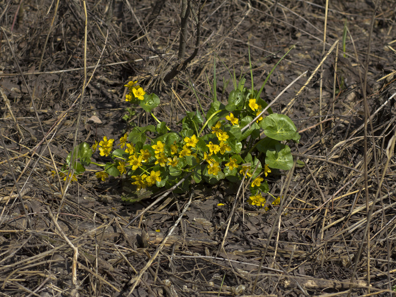 Изображение особи Caltha palustris.