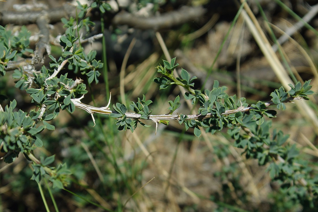 Image of Caragana kirghisorum specimen.