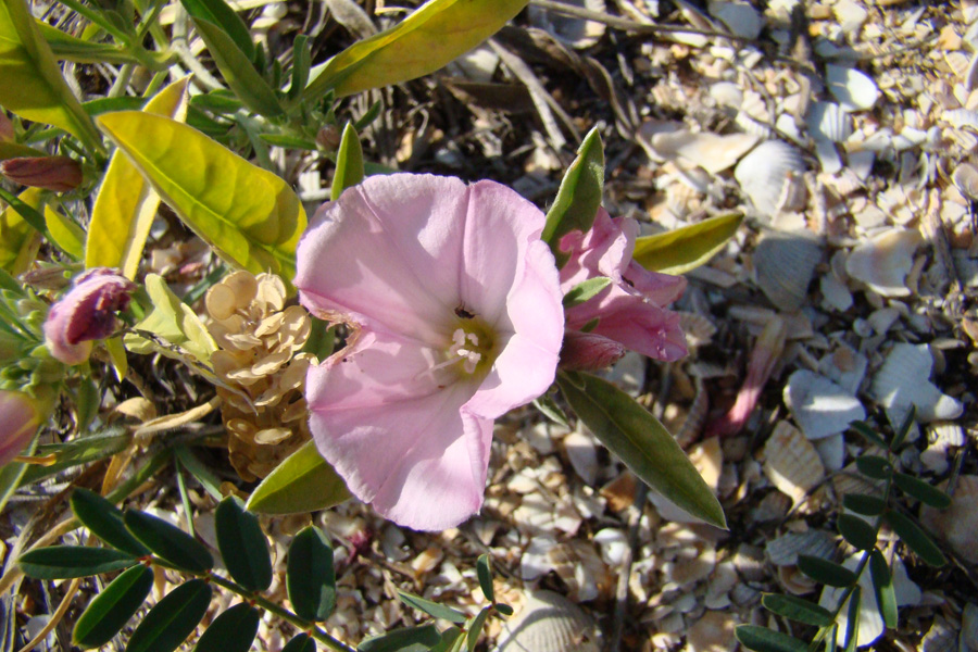 Изображение особи Convolvulus lineatus.