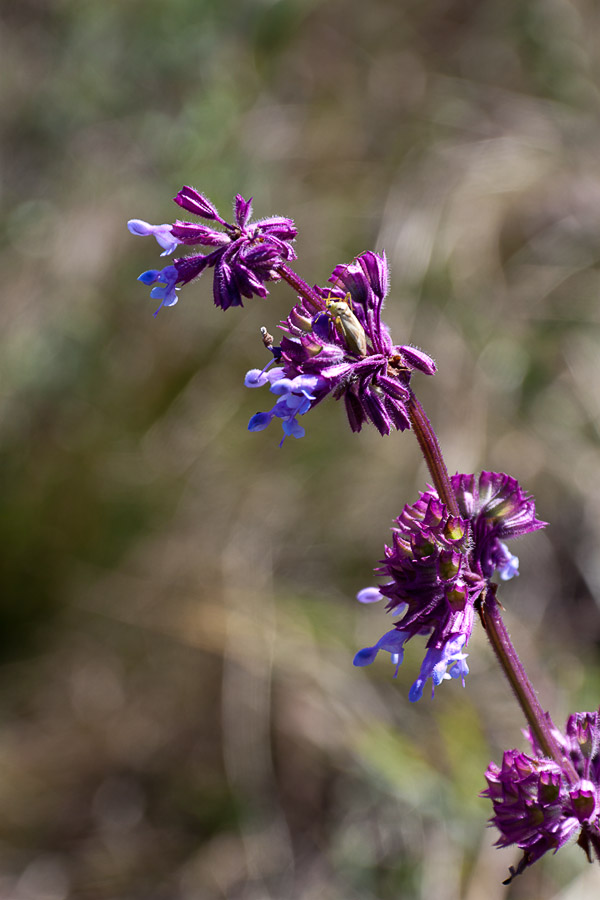 Image of Salvia verticillata specimen.