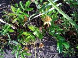 Potentilla anserina subspecies groenlandica. Соплодия и листья. Камчатский край, Елизовский район, окрестности г.Петропавловск-Камчатский, береговая полоса, бухта Малая Лагерная, приморский засоленный луг. 17.08.2011.