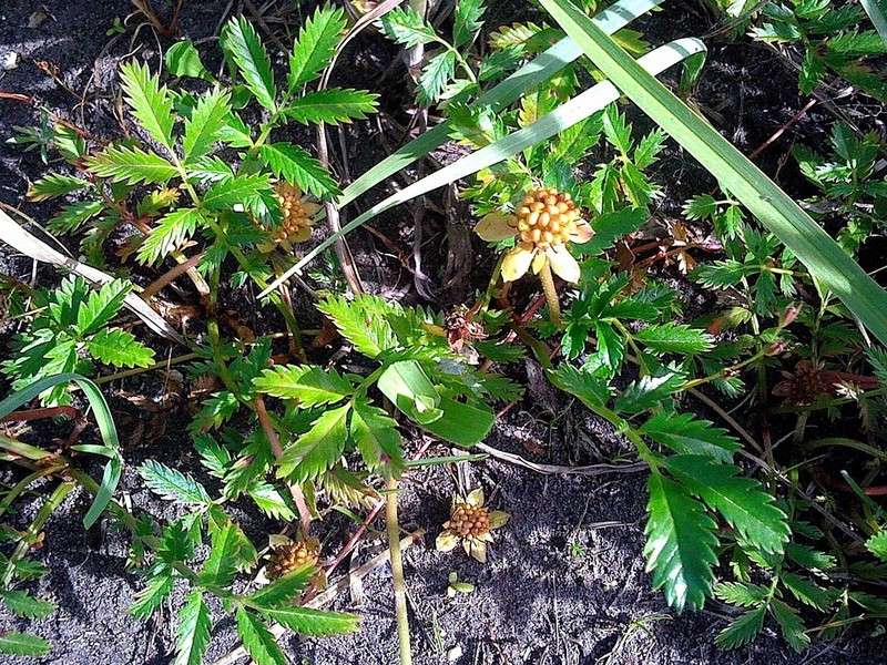 Image of Potentilla anserina ssp. groenlandica specimen.