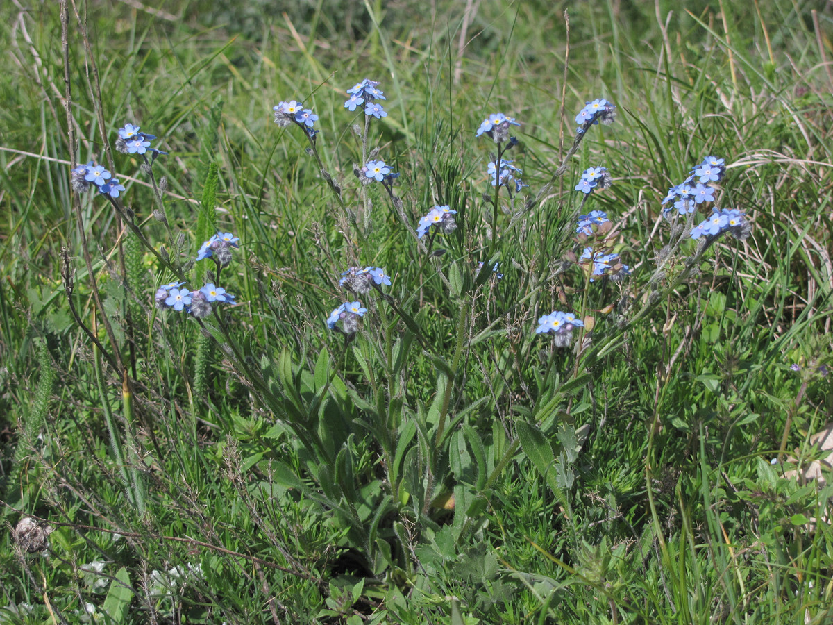 Image of Myosotis lithospermifolia specimen.