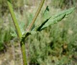 Senecio subdentatus
