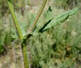 Senecio subdentatus. Часть побега с листом. Копетдаг, Чули. Май 2011 г.