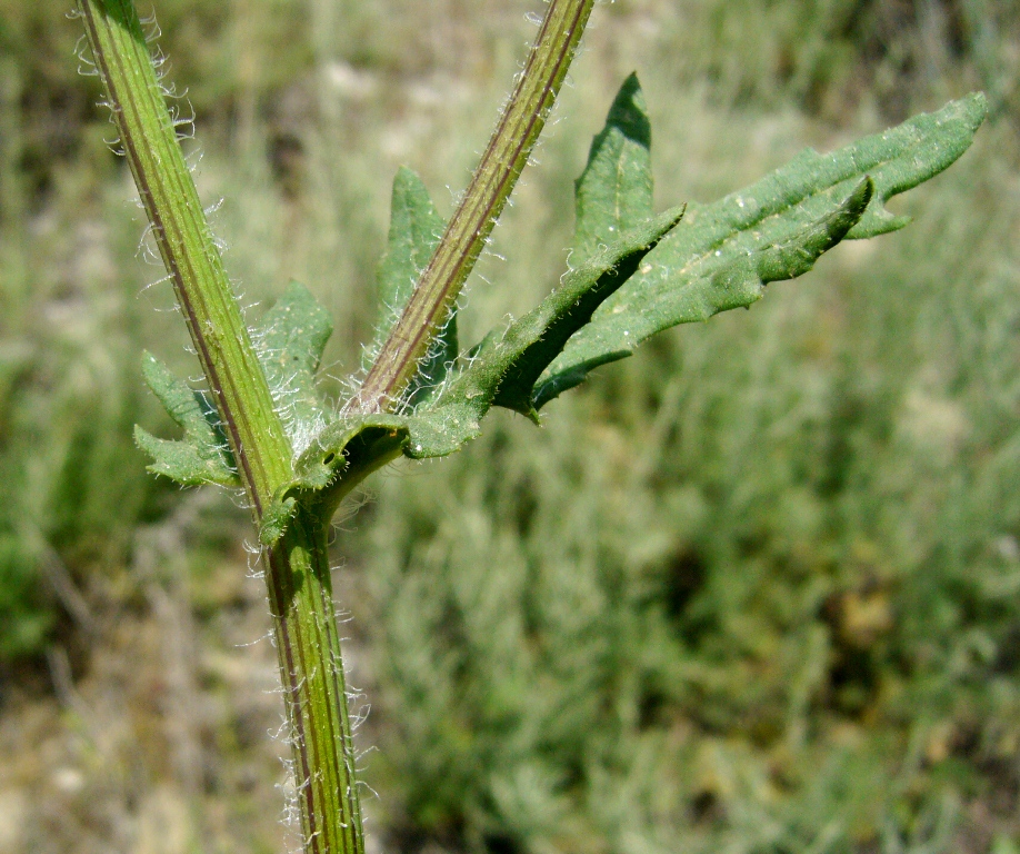 Image of Senecio subdentatus specimen.