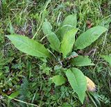 род Centaurea