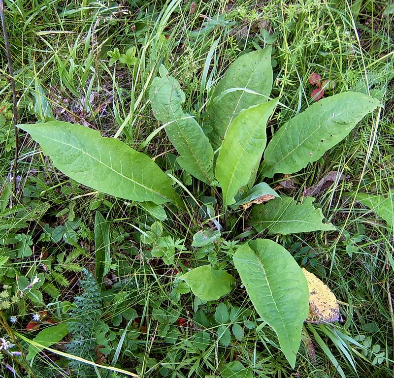 Изображение особи род Centaurea.