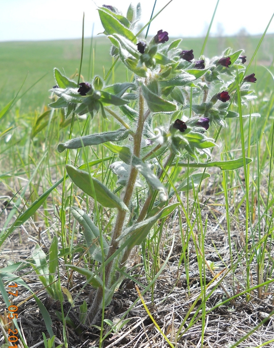 Image of Nonea rossica specimen.