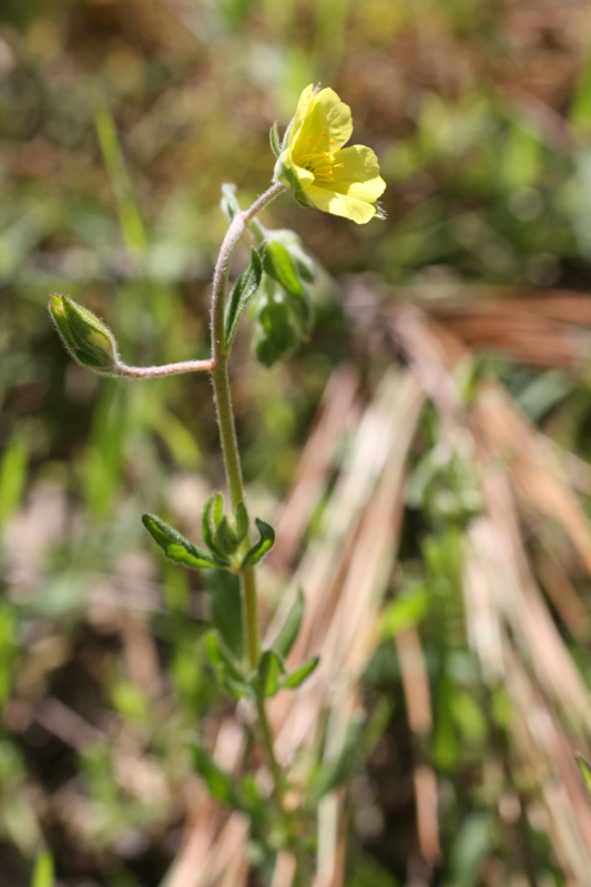 Изображение особи Helianthemum salicifolium.