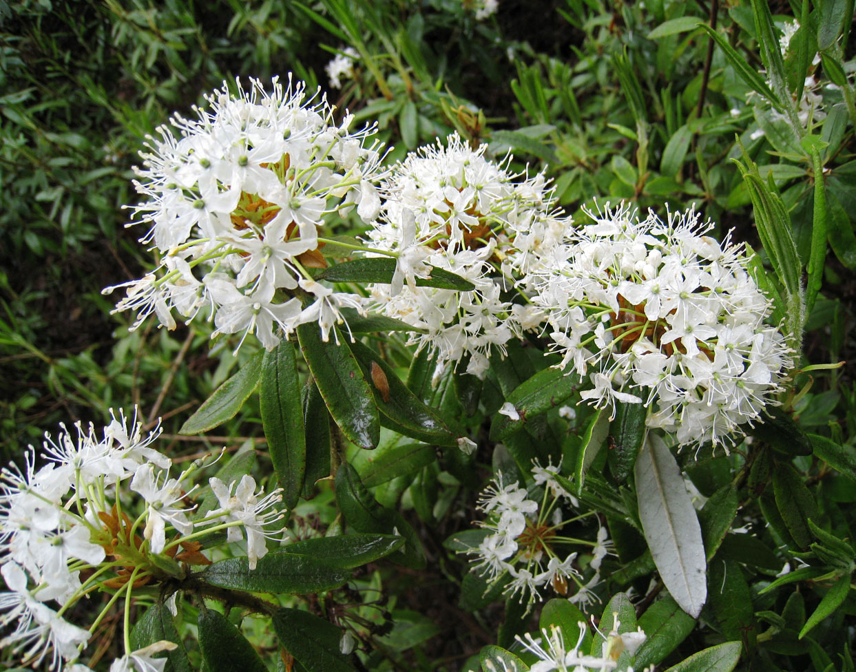 Image of Ledum hypoleucum specimen.