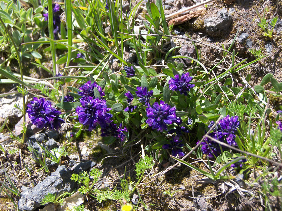 Изображение особи Polygala alpicola.