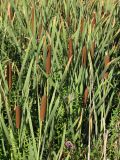 Typha latifolia. Плодоносящие растения в сообществе с зюзником европейским (Lycopus europaeus L.). Саратовская обл., Саратовский р-н, в канаве у железной дороги. 18 августа 2011 г.