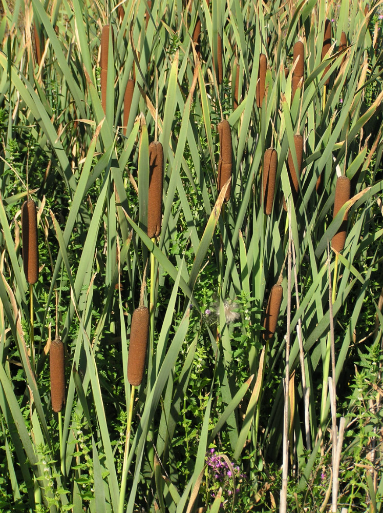 Изображение особи Typha latifolia.