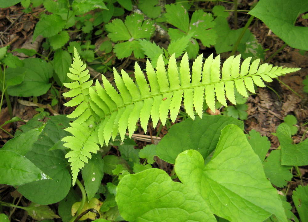 Изображение особи Polystichum subtripteron.