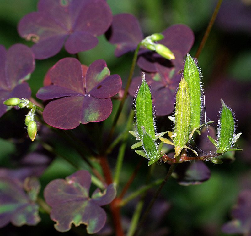 Изображение особи Oxalis stricta.