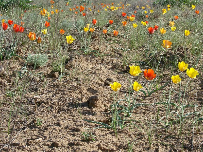 Изображение особи Tulipa lehmanniana.