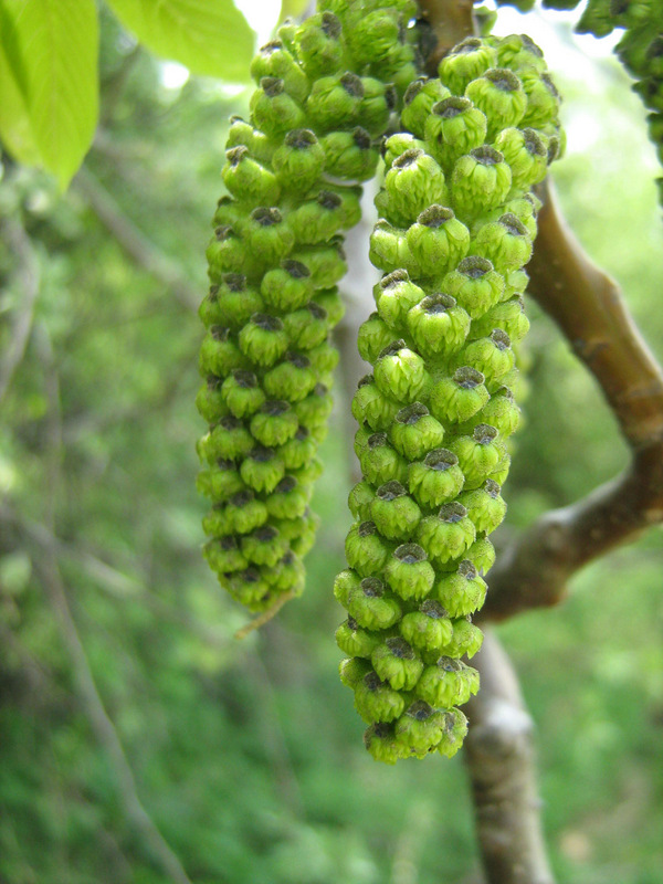 Изображение особи Juglans regia.