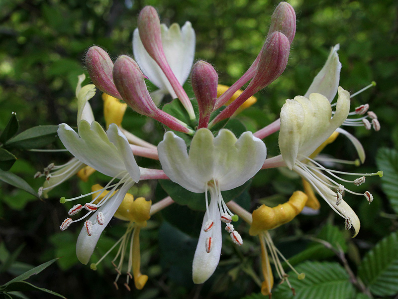 Image of Lonicera caprifolium specimen.