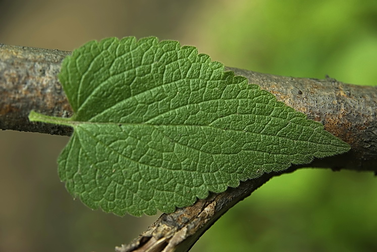 Изображение особи Lamium album ssp. orientale.