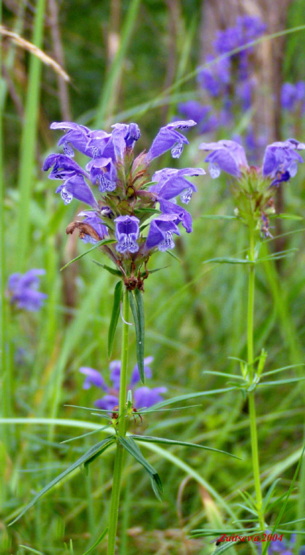 Изображение особи Dracocephalum ruyschiana.