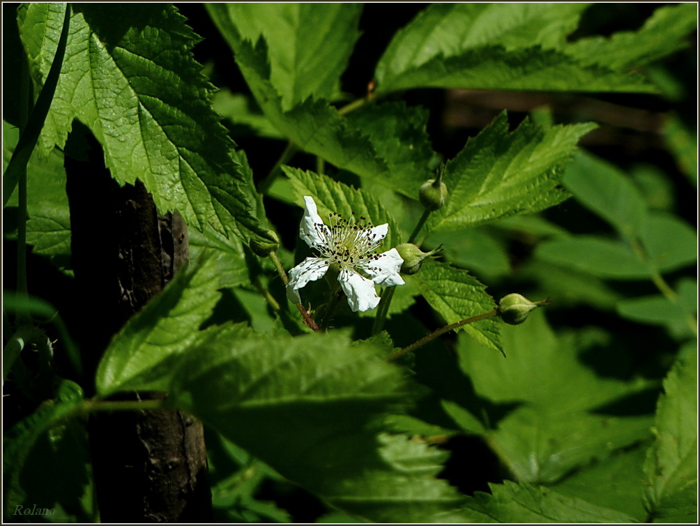 Изображение особи Rubus caesius.