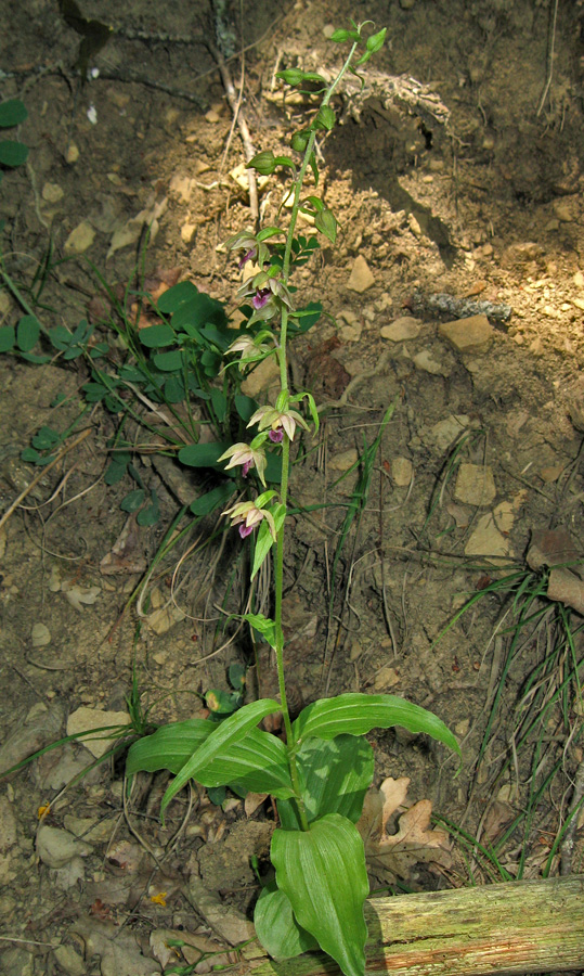 Изображение особи Epipactis helleborine.