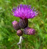 Cirsium palustre. Соцветие. Московская обл., Лотошинский р-н, окр. дер. Савостино. 06.07.2012.