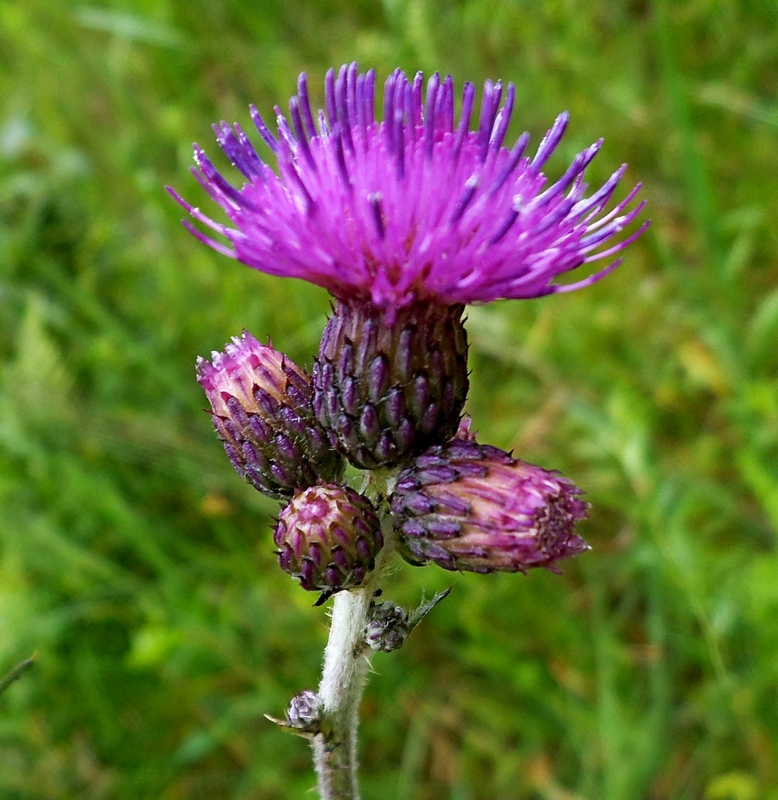 Изображение особи Cirsium palustre.