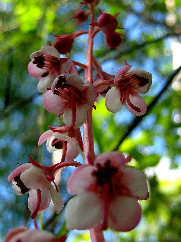 Image of Pyrola incarnata specimen.