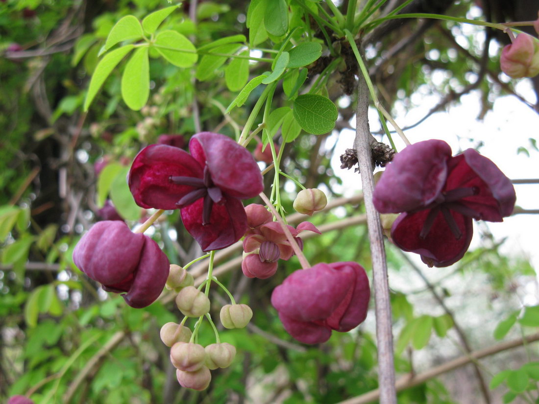 Изображение особи Akebia quinata.