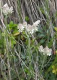 Antennaria caucasica. Соплодие. Кабардино-Балкария, Зольский р-н, долина Джилы-Су. 27.07.2012.