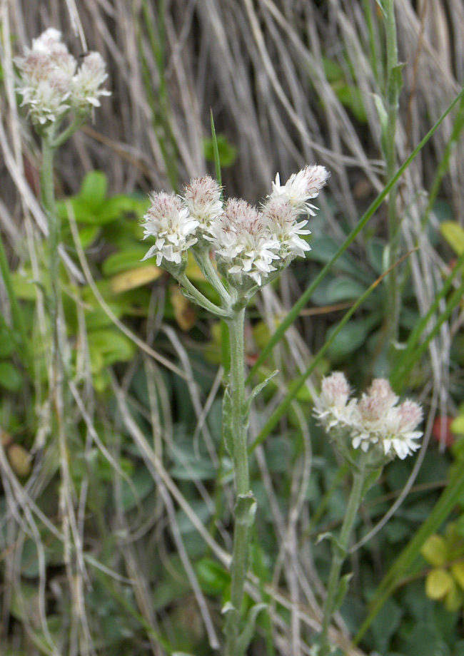 Image of Antennaria caucasica specimen.