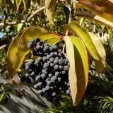 Ligustrum lucidum