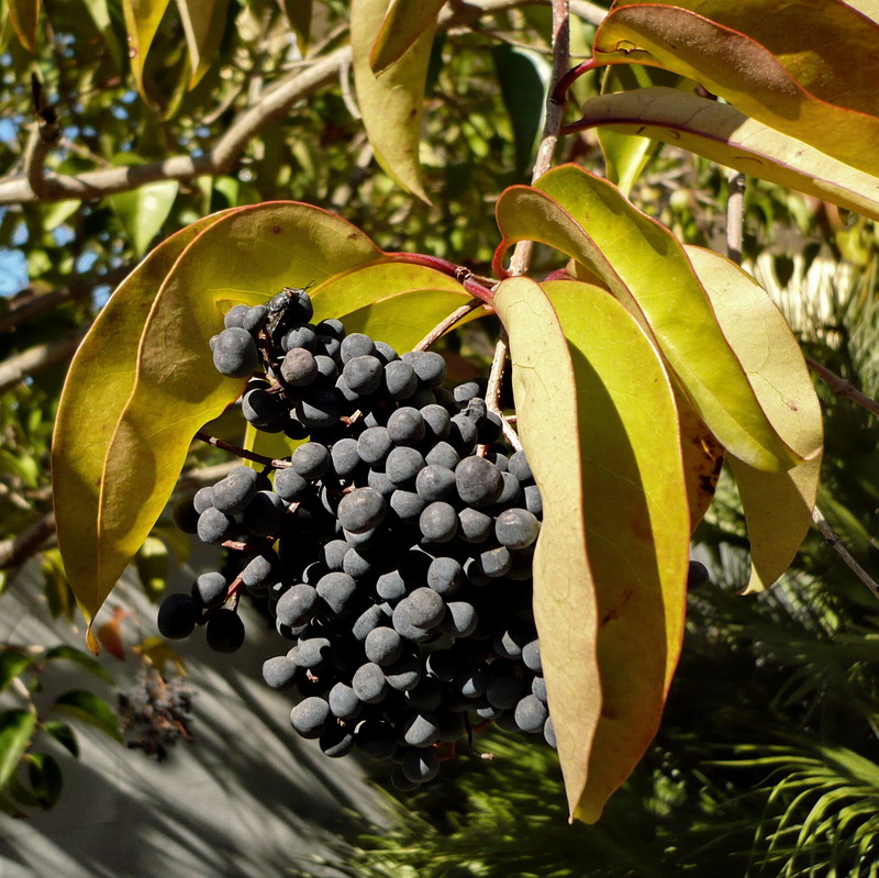 Image of Ligustrum lucidum specimen.