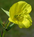 Image of taxon representative. Author is Евгений Спиваковский