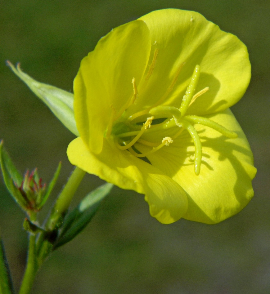 Изображение особи Oenothera biennis.