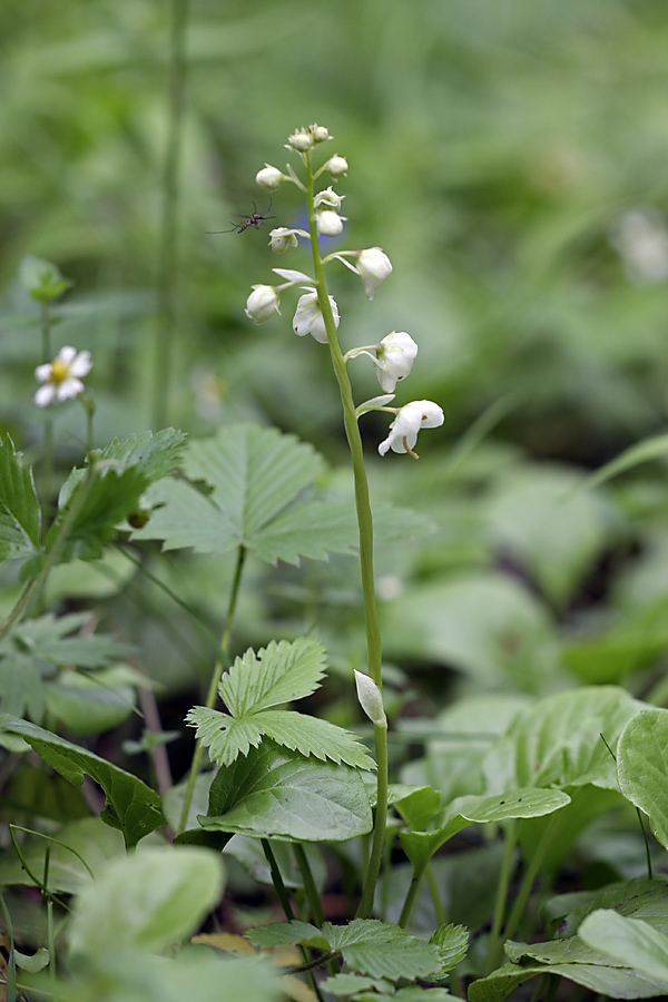 Image of Pyrola rotundifolia specimen.