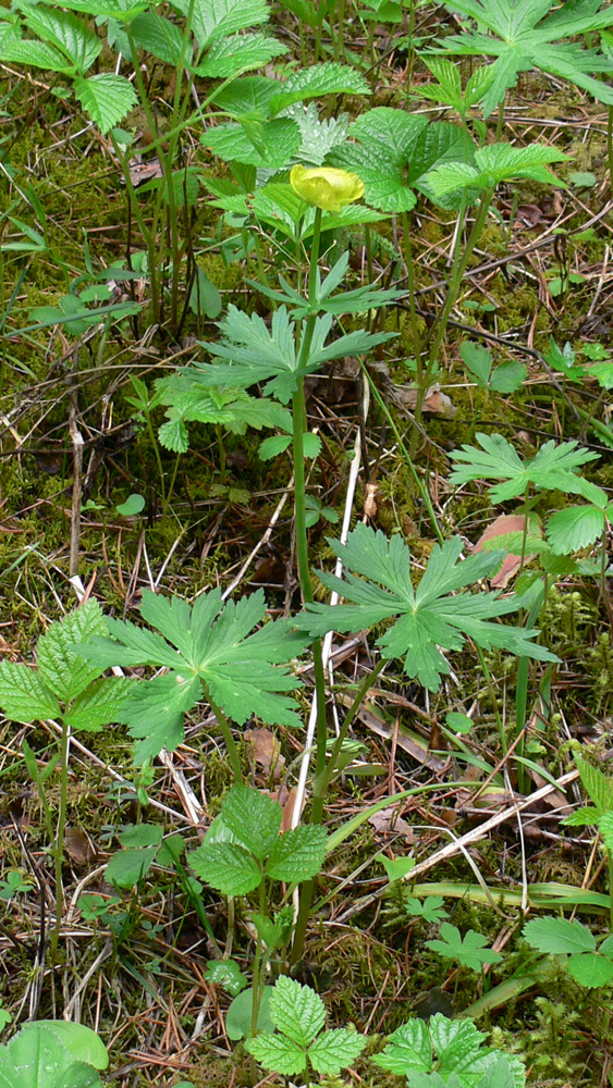 Image of Trollius europaeus specimen.