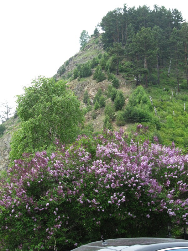 Image of Syringa josikaea specimen.