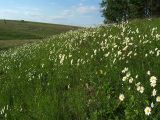 Leucanthemum vulgare. Аспект цветущего нивяника на склоне балки. Курская обл., Поныровский р-н, с. Ольховатка. 12 июня 2007 г.
