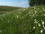 Leucanthemum vulgare