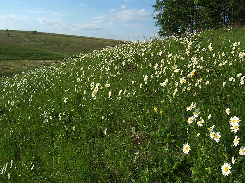 Изображение особи Leucanthemum vulgare.