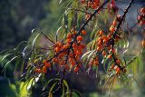 Hippophae rhamnoides. Ветвь с созревающими плодами. Московская обл., Раменский р-н, окр. дер. Хрипань, дачный участок. 07.09.2011.