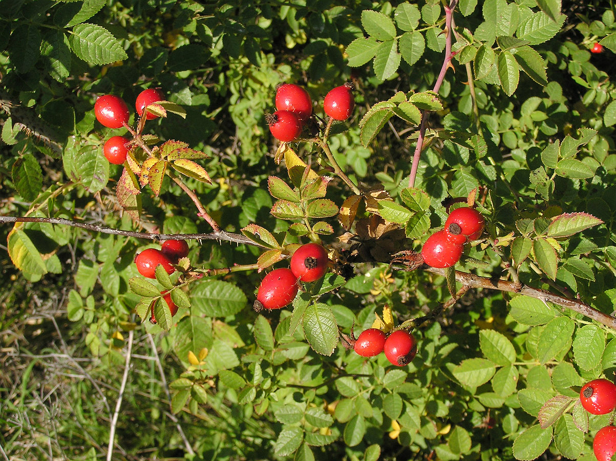 Изображение особи Rosa rubiginosa.