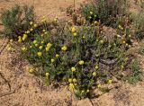 Helichrysum italicum. Цветущее растение. Испания, г. Валенсия, резерват Альбуфера (Albufera de Valencia), стабилизировавшаяся дюна. 6 апреля 2012 г.